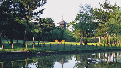 Nara Park / Todaiji Temple